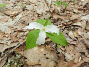 Photo By: Gregory J. Edinger. Photo taken: Cattaraugus County, NY on 22 May 2019